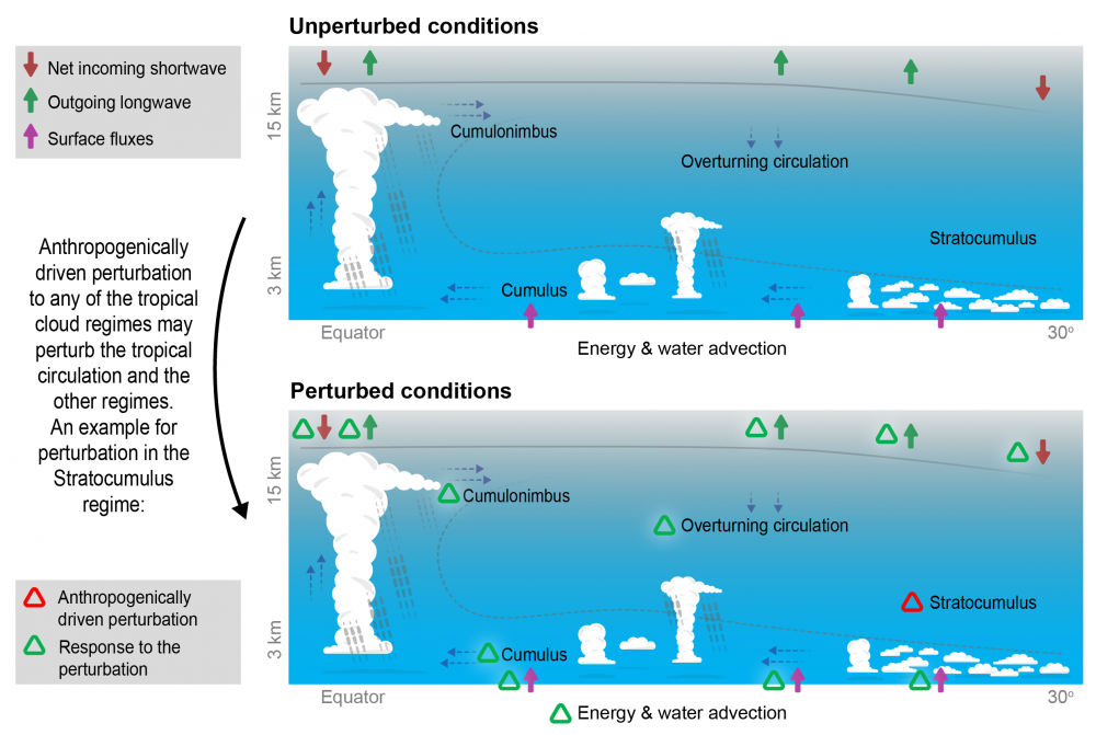Coupling between clouds and circulation in the tropics